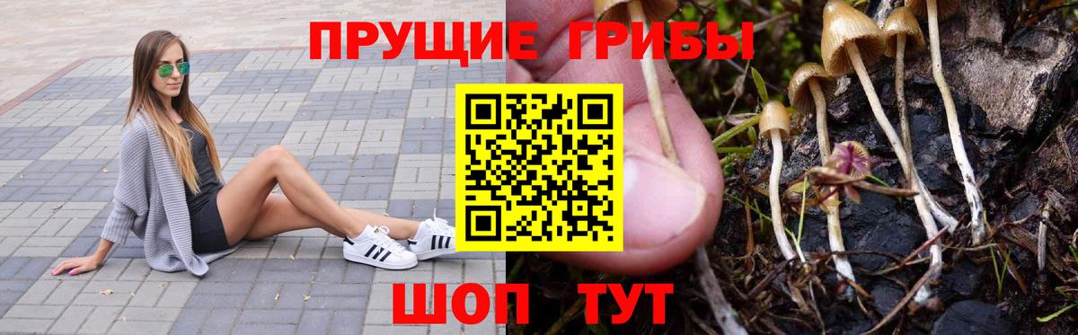 Псилоцибиновые грибы Cubensis Моршанск